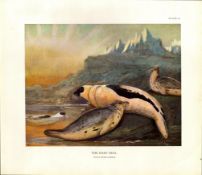 The Harp Seal Rare Limited-Edition Coloured J.G. Millais Antique Print-36.