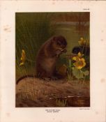 The Water-Vole Rare Limited-Edition Coloured J.G. Millais, Antique Print-74.