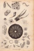 Microscopic Objects Marine Sea Life Antique 154 Yrs-Old Steel Engraving -1.