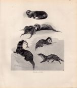 Studies of Otters Rare Limited-Edition Antique JG Millais Print-69.