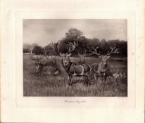 Herd Warnham Stags Rare Limited-Edition Antique JG Millais Print-21.