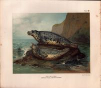 The Grey Seal Male & Female Rare Limited-Edition Coloured Antique Print-46.
