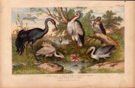 Crane Stork Heron Egret 5 Species Antique Oliver Goldsmith Engraving -29.