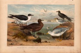 The Seagull Family 5 Species Antique Oliver Goldsmith Coloured Engraving -31.