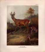 The Roe Deer Rare Limited-Edition Antique JG Millais Print-16.