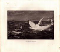 Fighting Humpback Whale Rare Limited-Edition Antique Heliogravure Print-4.