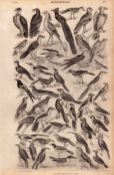 Ornithology Study of Birds 48 Illustrations Antique 154 Yrs-Old Steel Engraving -11.