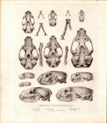 Skulls & Teeth Mustelida Rare Limited-Edition Antique J.G. Millais, Print-96.