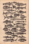 Fish Family 28 Victorian Species Antique Oliver Goldsmith Engraving -XXI.