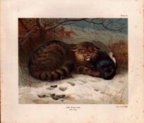 The Wild Cat Rare Limited-Edition Coloured J.G. Millais Antique Print-53.
