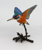 Albany Kingfisher