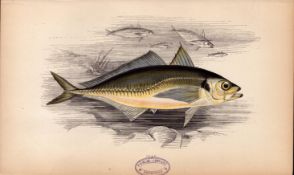 Scad 1868 Antique Johnathan Couch Coloured Fish Engraving.