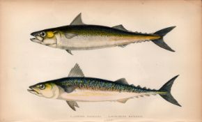 Dotted & Scribbled Mackerel Antique Johnathan Couch Fish Engraving.