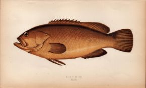 Dusky Perch 1869 Antique Johnathan Couch Coloured Fish Engraving.