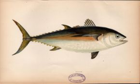 Tunny 1869 Antique Johnathan Couch Coloured Fish Engraving Vol 1.