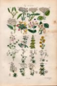 Sowerby Antique Wild-Flowers Mistletoe Elder Guelder Honeysuckle Bed Straw –30.