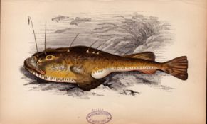 Angler 1868 Antique Johnathan Couch Coloured Fish Engraving.