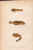 Montagu’s, Network, Sucker Antique Johnathan Couch Fish Engraving.