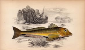 Gurnard 1868 Antique Johnathan Couch Coloured Fish Engraving.