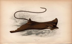 Eagle Ray 1869 Antique Johnathan Couch Coloured Fish Engraving.
