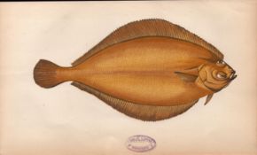 Pole 1868 Antique Johnathan Couch Coloured Fish Engraving.