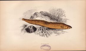 Butterfish Antique Johnathan Couch 1869 Coloured Fish Engraving.