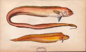 Red Bandfish & Variety 1869 Antique Johnathan Couch Fish Engraving.