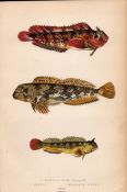 Blennoid, Shanny, Blenny 1868 Antique Johnathan Couch Coloured Fish Engraving.