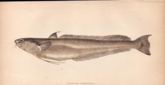 Blennoid Forkbeard 1868 Antique Johnathan Couch Coloured Engraving.