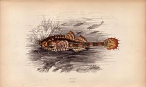 Pogge 1868 Antique Johnathan Couch Coloured Fish Engraving.