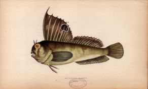 Butterfly Blenny 1868 Antique Johnathan Couch Coloured Fish Engraving.