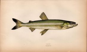 Smelt Antique Johnathan Couch Coloured Fish Engraving.