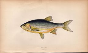 Azurine 1869 Antique Johnathan Couch Coloured Fish Engraving.