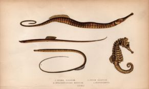 Snake, Worm, Straight Pipefish Antique Johnathan Couch Coloured Engraving.