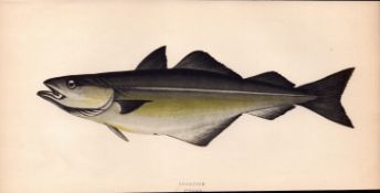 Coalfish 1868 Antique Johnathan Couch Coloured Engraving.