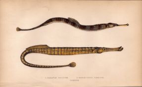 Greater & Broad Nosed Pipefish Antique Johnathan Couch Engraving.