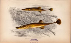 Fifteen-Spined Stickleback 1869 Antique Johnathan Couch Fish Engraving.