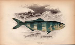 Pilot Fish 1868 Antique Johnathan Couch Coloured Fish Engraving.
