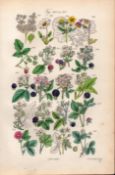 Sowerby Antique Raspberry, Bramble, Blackberry, Dewberry, Wild Strawberry–19.