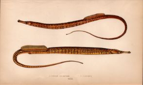 Ocean & Variety Pipefish Antique Johnathan Couch Coloured Engraving.