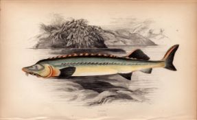 Huso 1868 Antique Johnathan Couch Coloured Fish Engraving.
