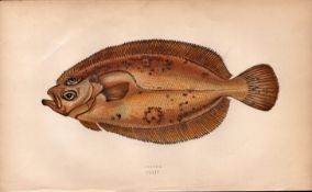 Carter Antique Johnathan Couch Coloured Fish Engraving.