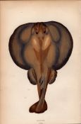 Torpedo Ray 1869 Antique Johnathan Couch Coloured Fish Engraving.