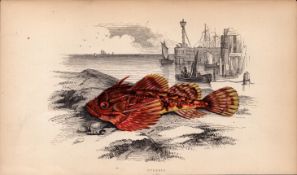 Bubalis 1868 Antique Johnathan Couch Coloured Fish Engraving.