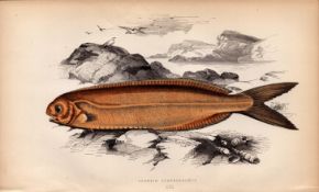 Cornish Centrolophus Antique Johnathan Couch Coloured Fish Engraving.