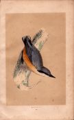 Nuthatch Rev Morris Antique History of British Birds 170 Years-Old Engraving.