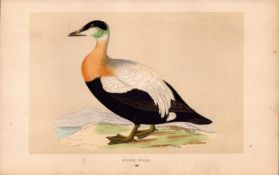 Elder Rider Duck Rev Morris Antique History of British Birds 170 Years-Old Engraving.