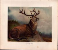 The Red Deer Rare Limited-Edition Antique JG Millais Print-13.