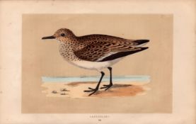 Sanderling Rev Morris Antique History of British Birds 170 Years-Old Engraving.