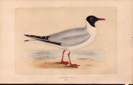 Laughing Gull Rev Morris Antique History of British Birds 170 Years-Old Engraving.